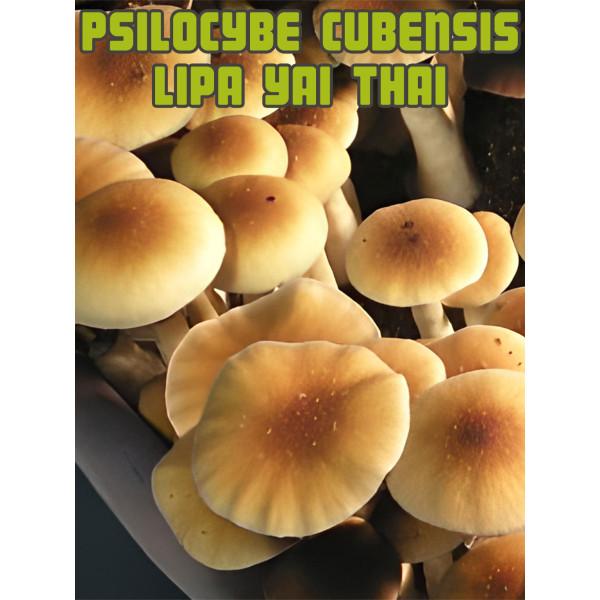 psilocybe cubensis lipa yai thai