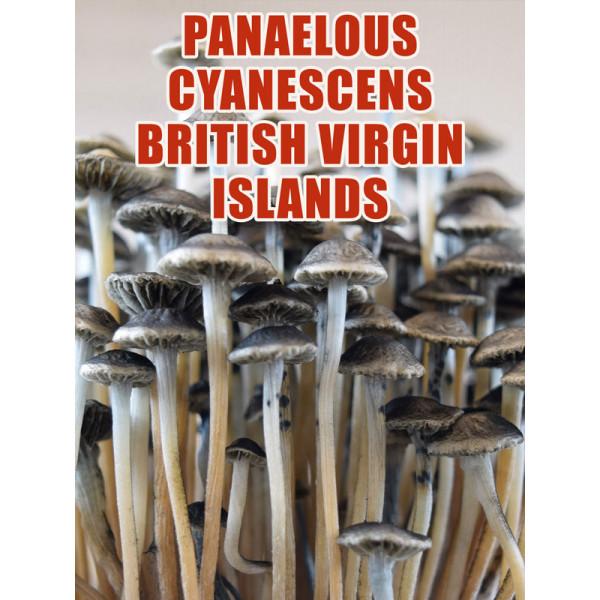 panaeolus copelandia cyanescens british virgin islands bvi