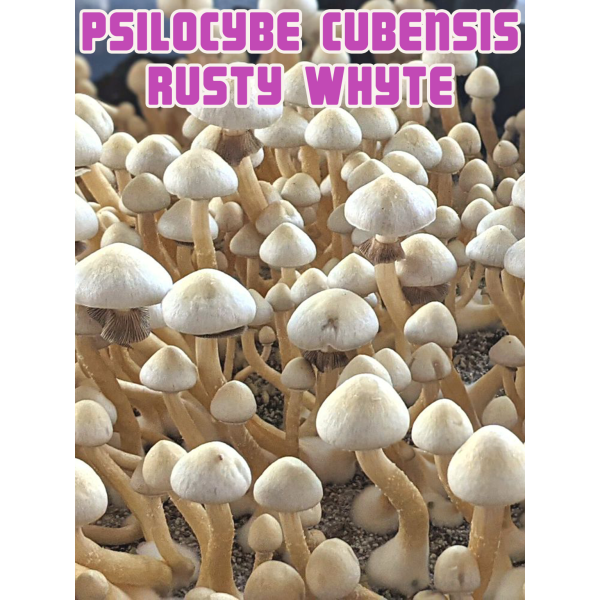 psilocybe cubensis rusty whyte